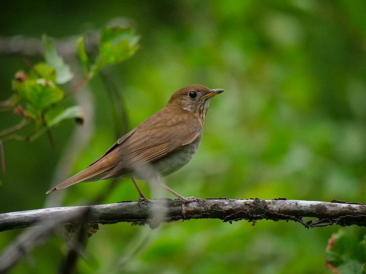 Veery - ML588607181