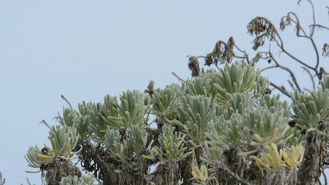 Yucatan Wren - ML588607411