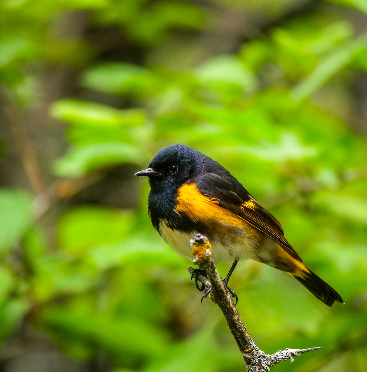 American Redstart - ML588607471