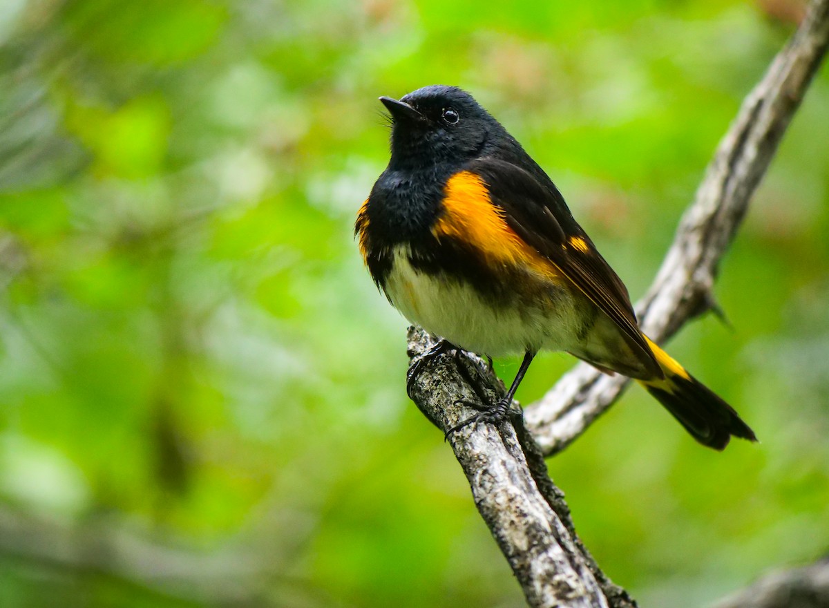 American Redstart - ML588607481