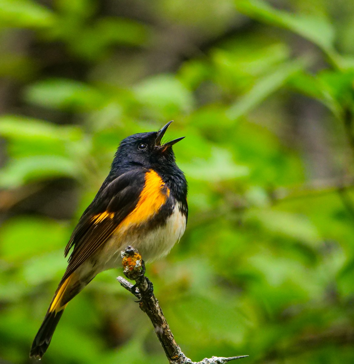 American Redstart - ML588607491