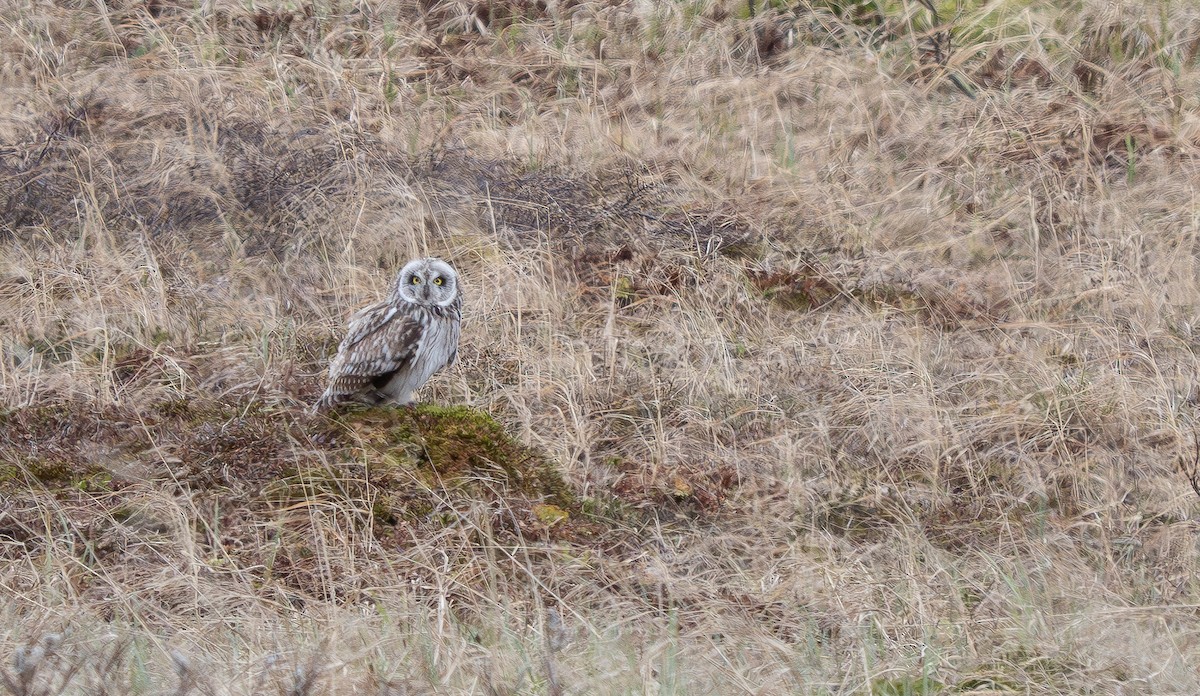 Short-eared Owl - ML588607611
