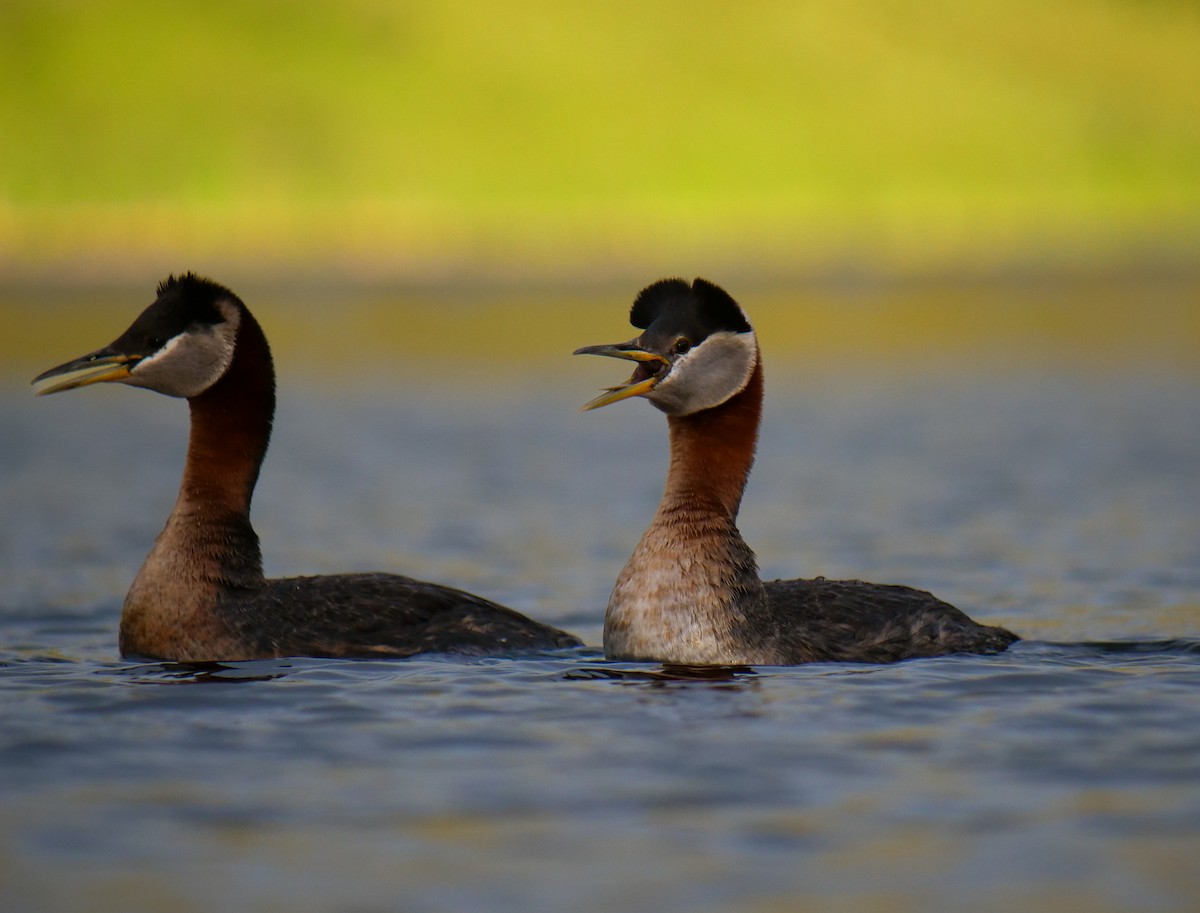 Red-necked Grebe - ML588607651