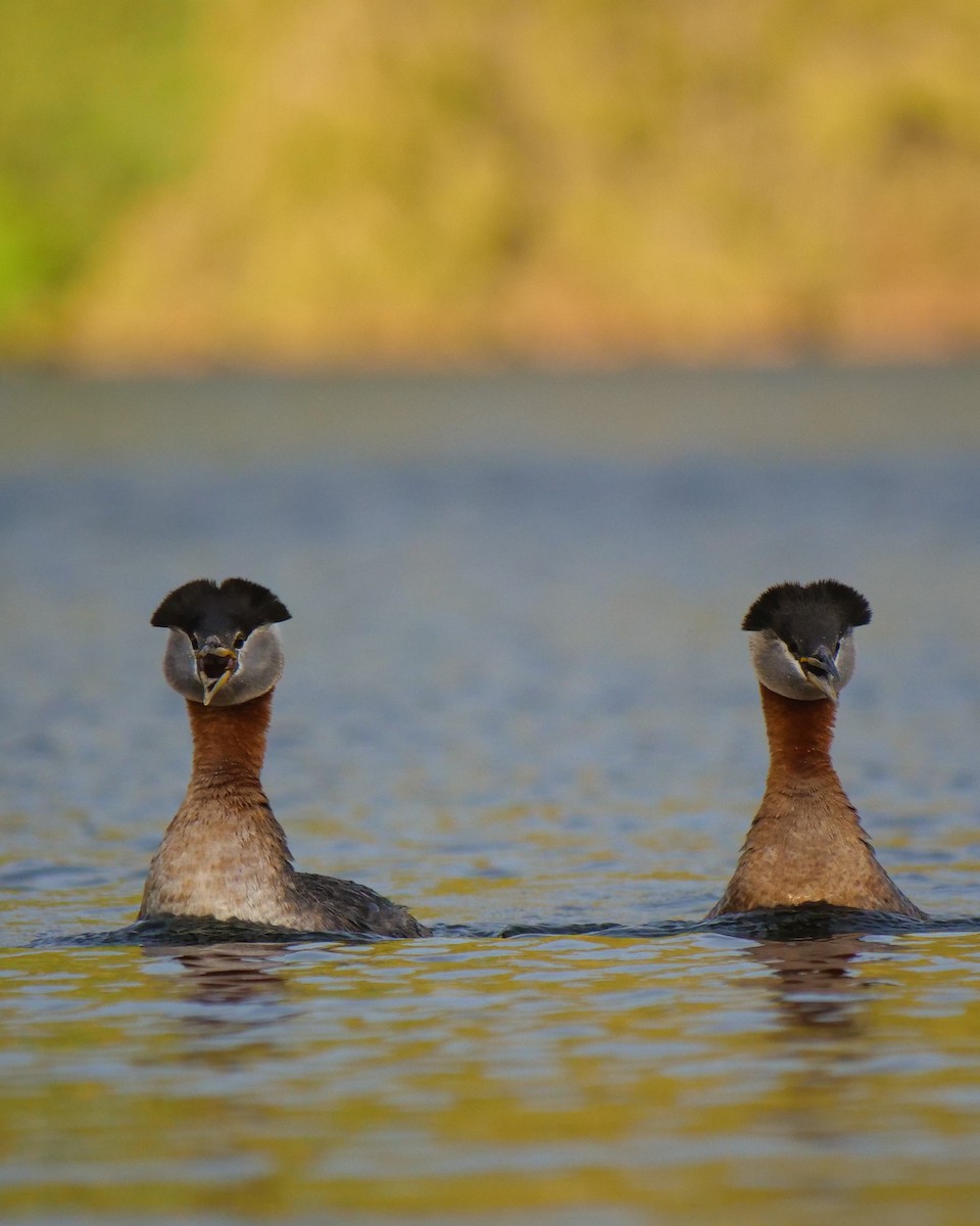 Red-necked Grebe - ML588607661