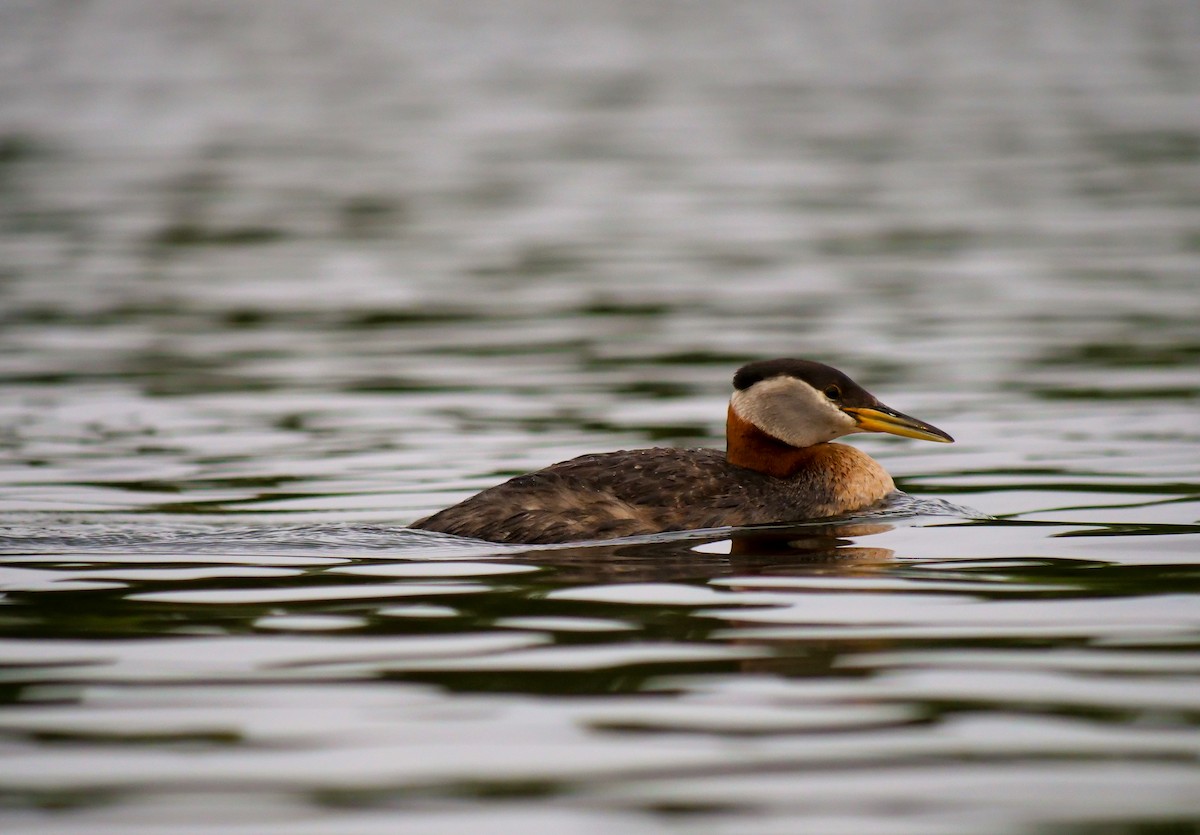 Red-necked Grebe - ML588607711