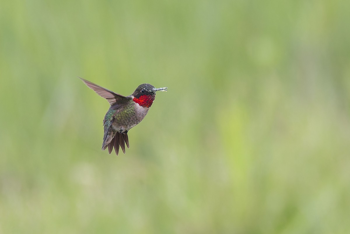 Ruby-throated Hummingbird - ML588608421
