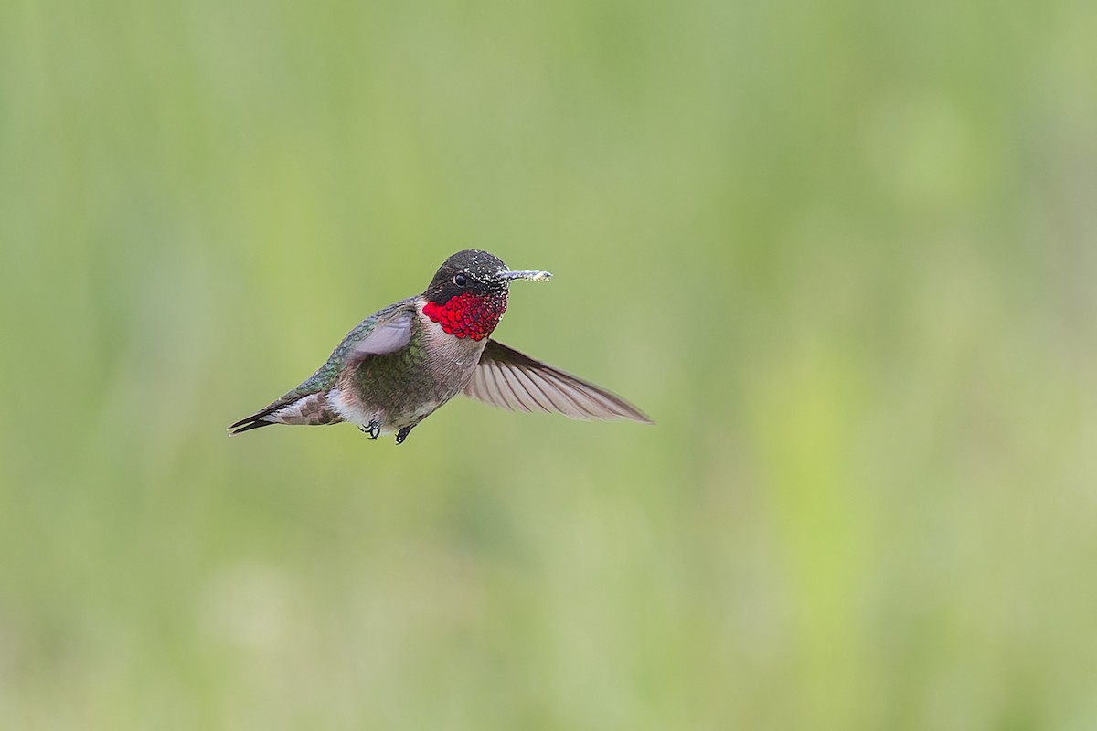 Ruby-throated Hummingbird - ML588608441