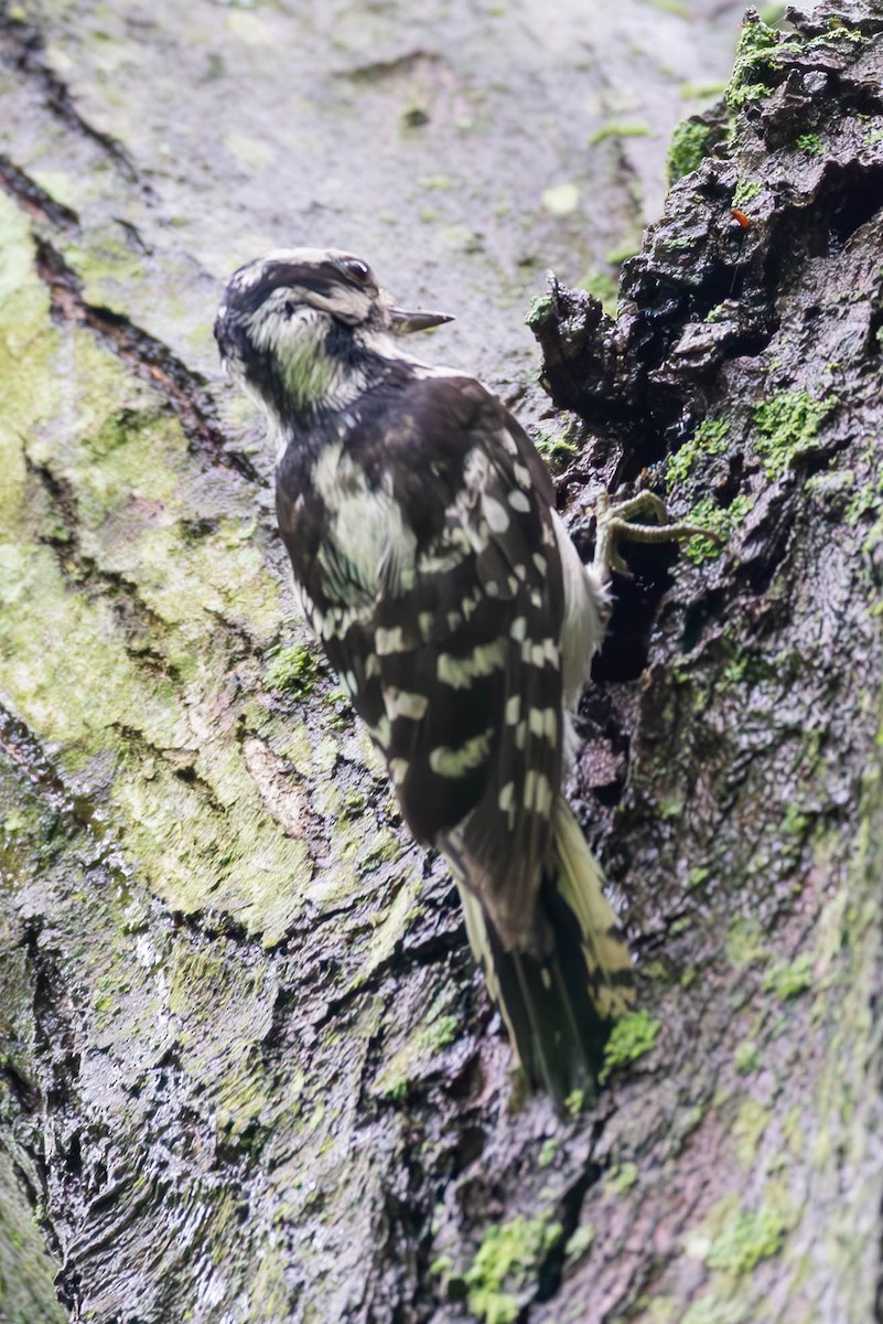 Hairy Woodpecker - ML588608731