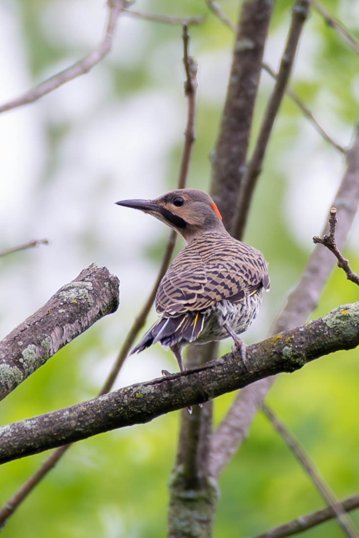 Northern Flicker - ML588608811