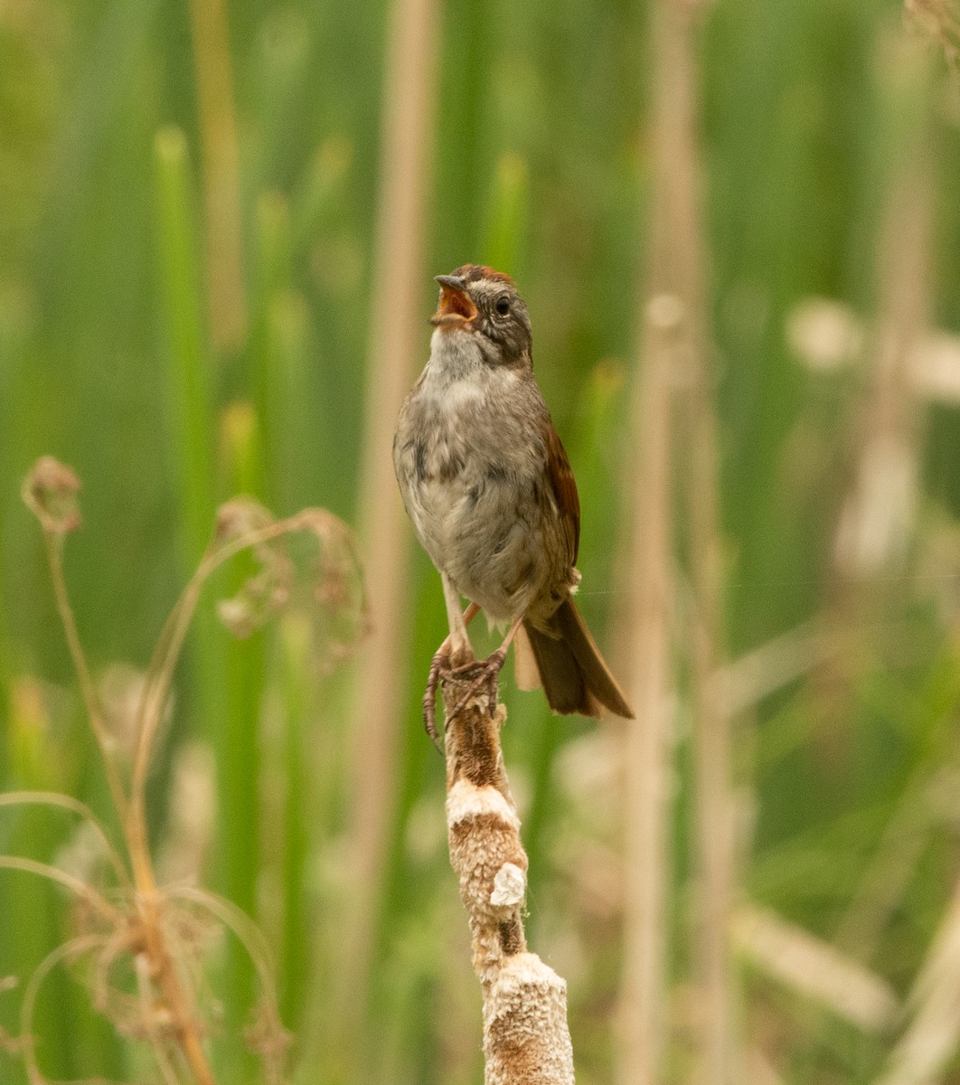 Swamp Sparrow - ML588609291