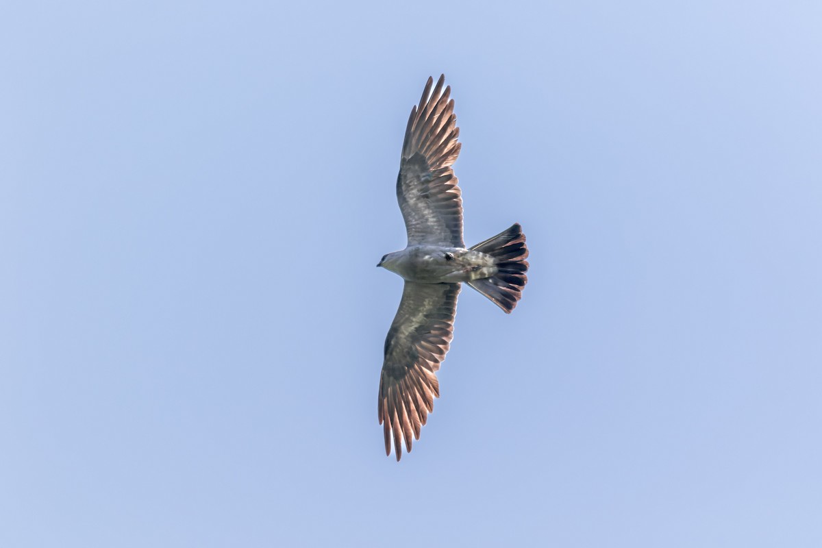 Mississippi Kite - ML588610311