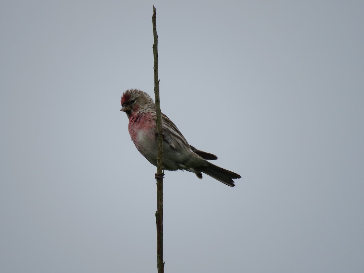 Redpoll (Common) - ML588610711