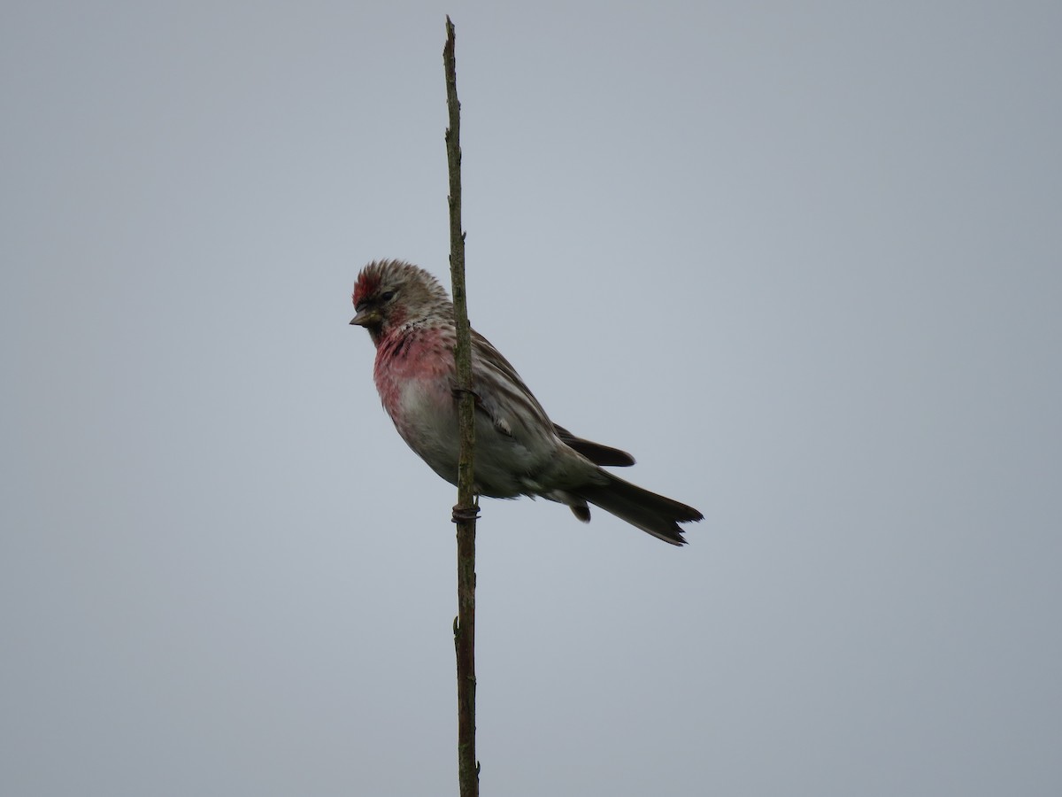 Common Redpoll - ML588610711