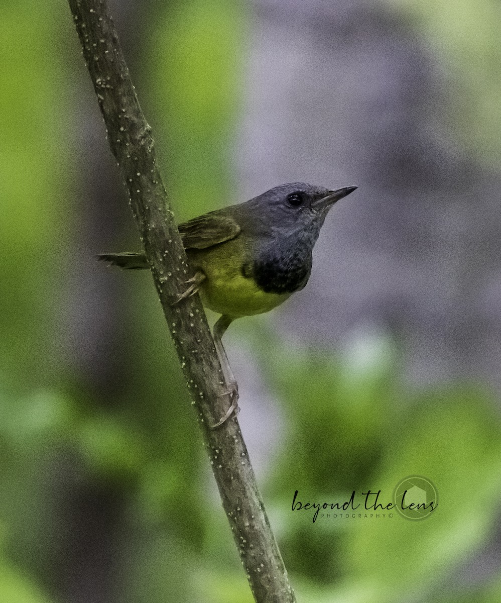 Mourning Warbler - ML588610731