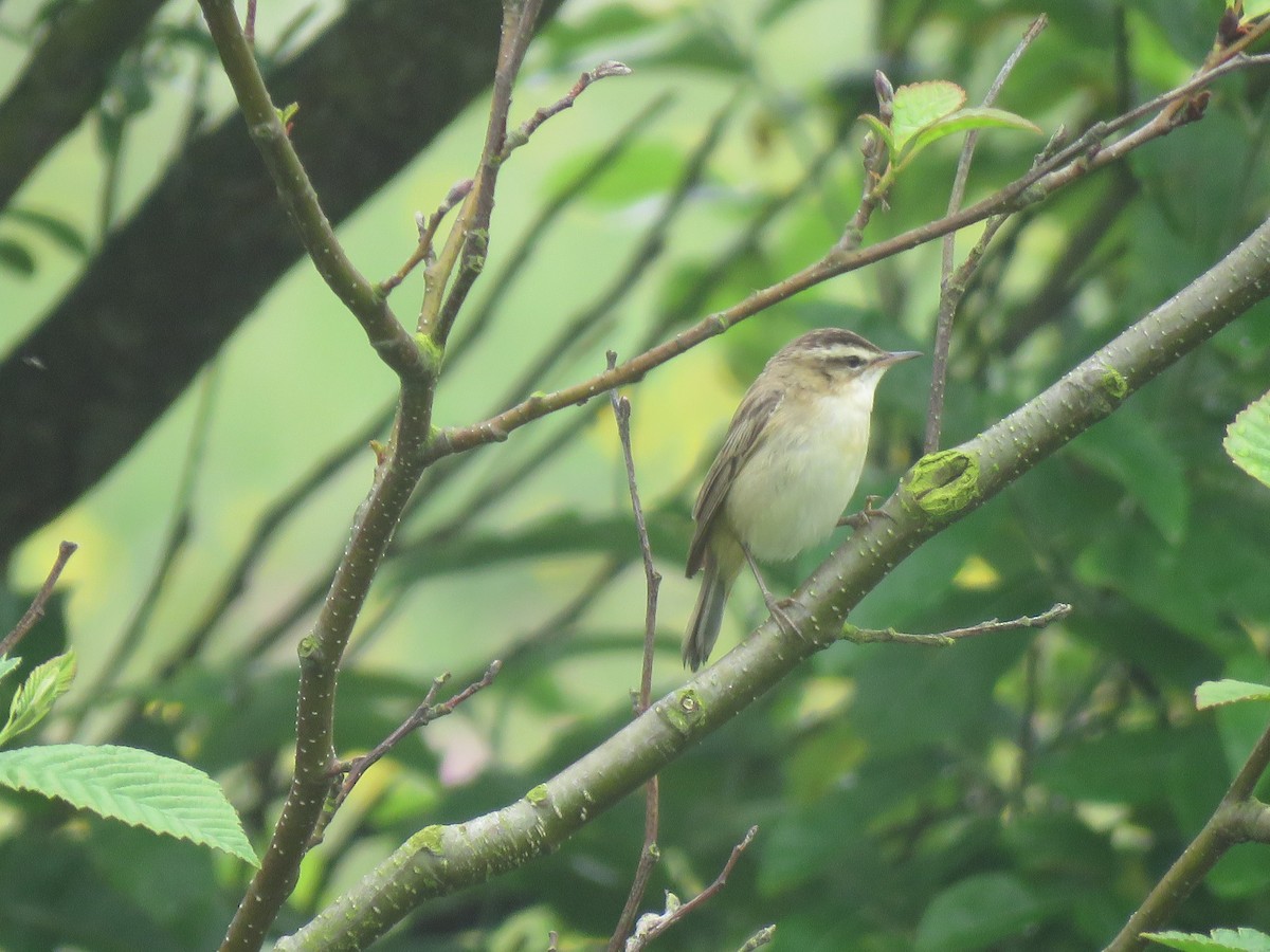 Sedge Warbler - Juan Brown