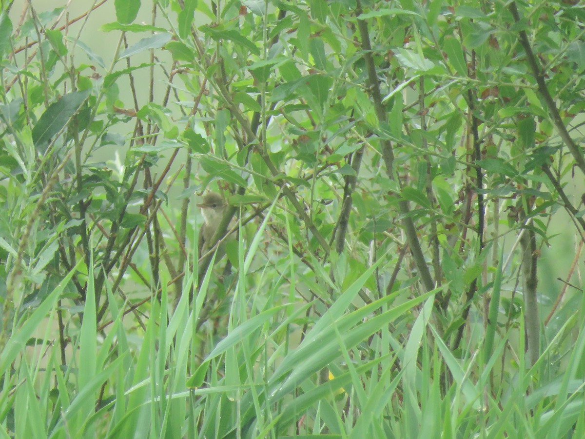 Marsh Warbler - ML588610941