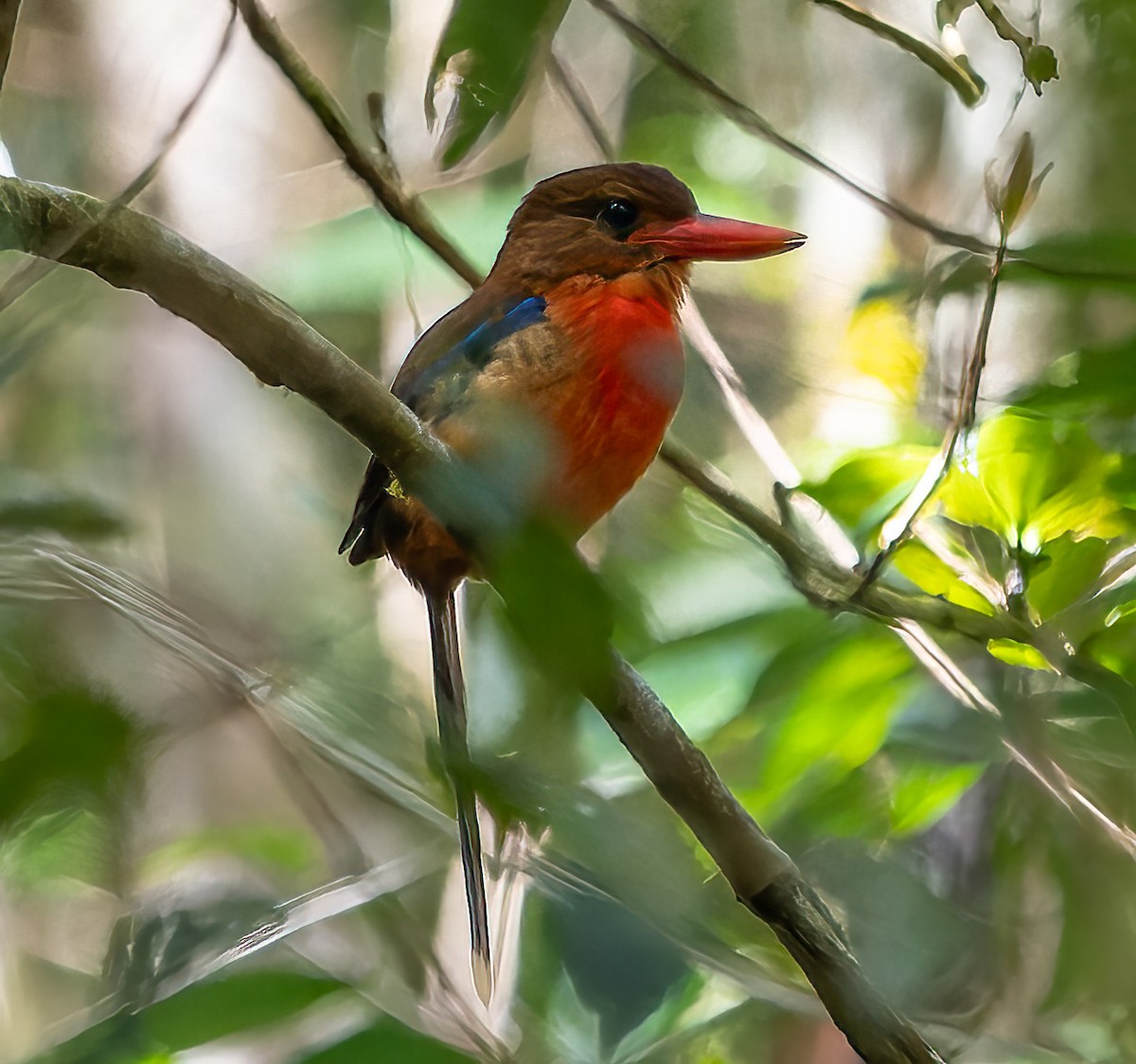 Brown-headed Paradise-Kingfisher - ML588611061