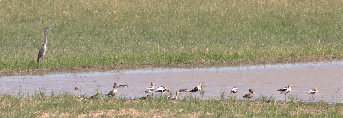 American Avocet - ML588611191