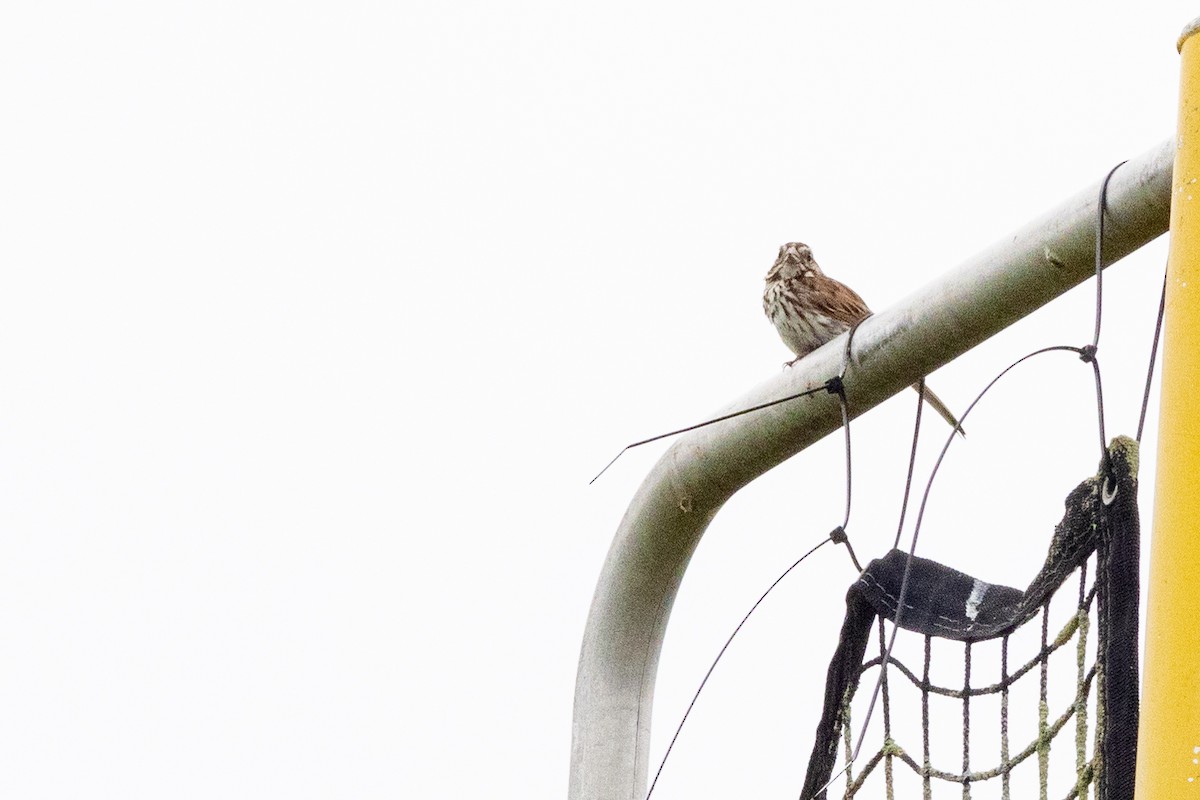 Song Sparrow - ML588611231