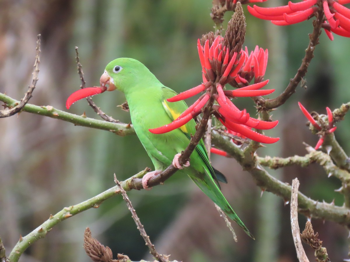 Yellow-chevroned Parakeet - Ines Vasconcelos