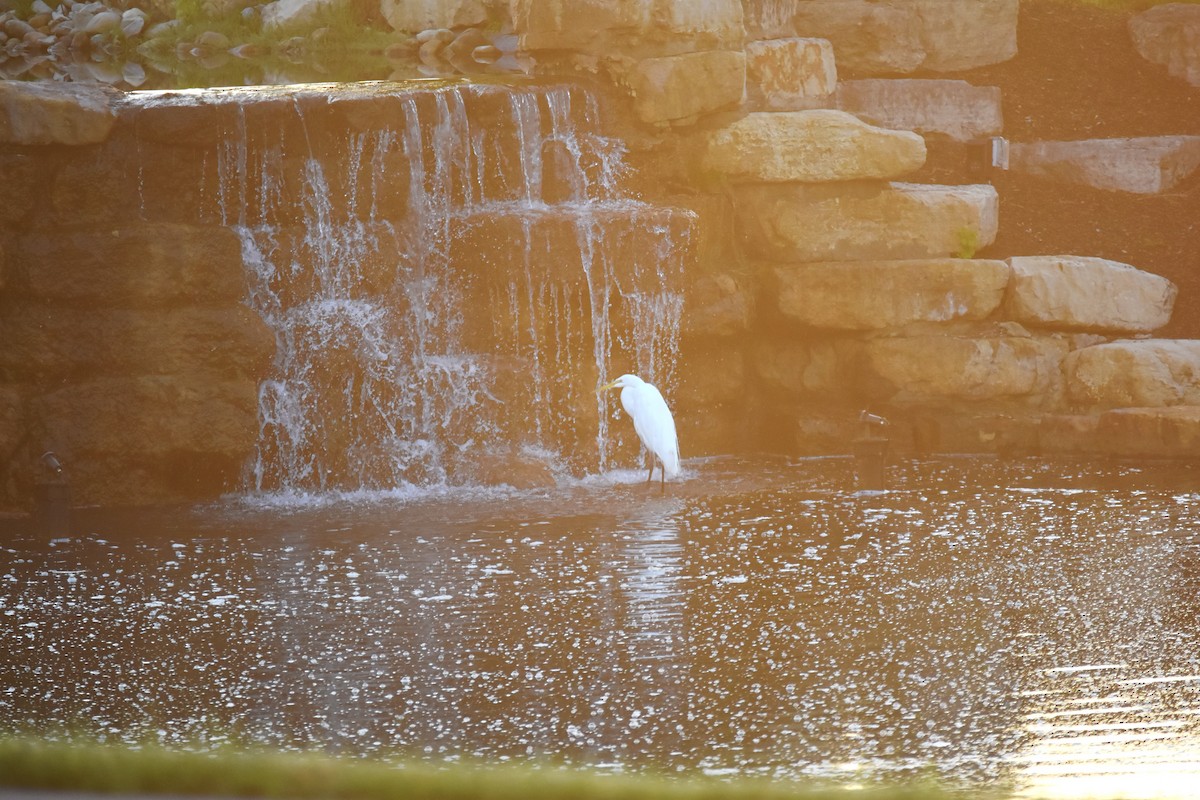 Great Egret - ML588614521