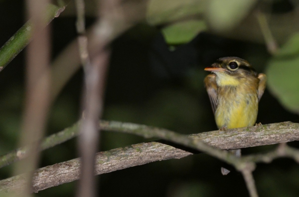 Russet-winged Spadebill - ML58861491