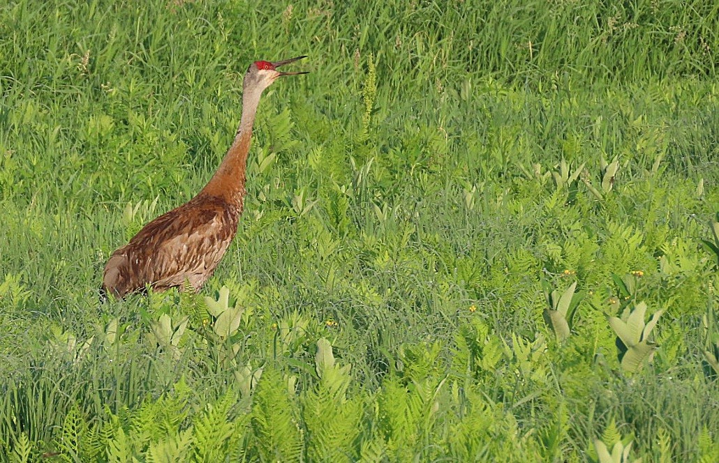 Sandhill Crane - ML588614911