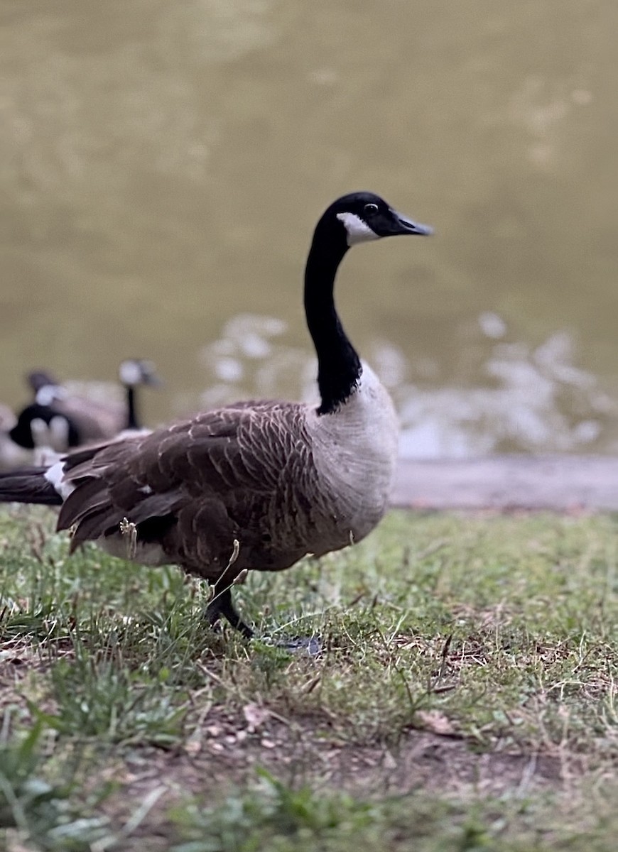 Canada Goose - Mazharul Alam