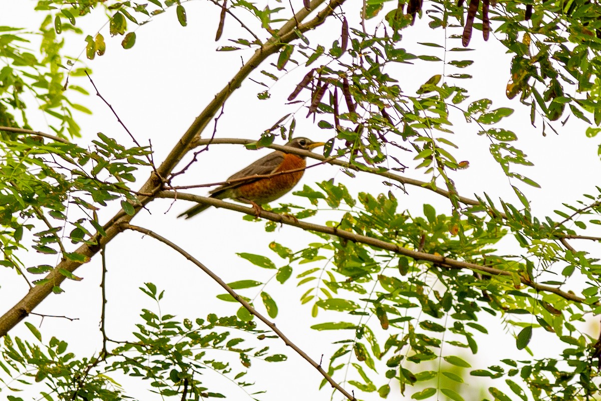 American Robin - ML588615451