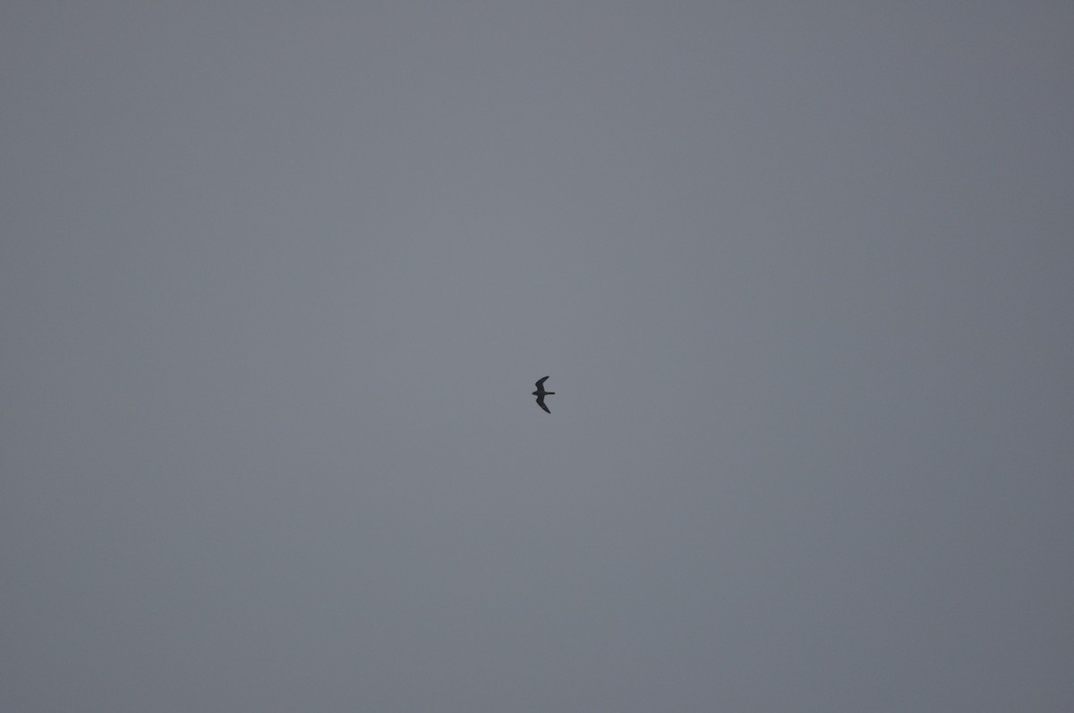 Common Nighthawk - ML588615861