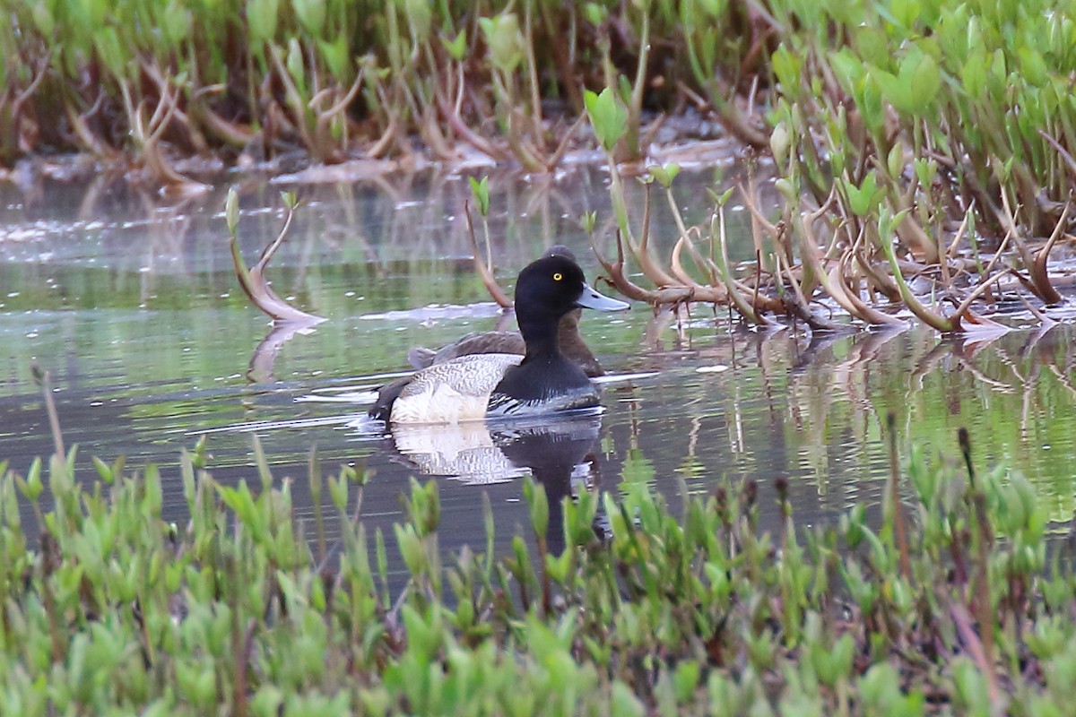 Lesser Scaup - ML588616041