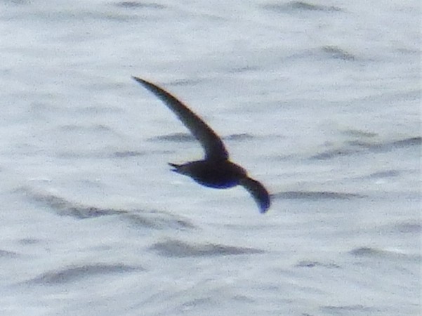 Common Swift - ML58861631