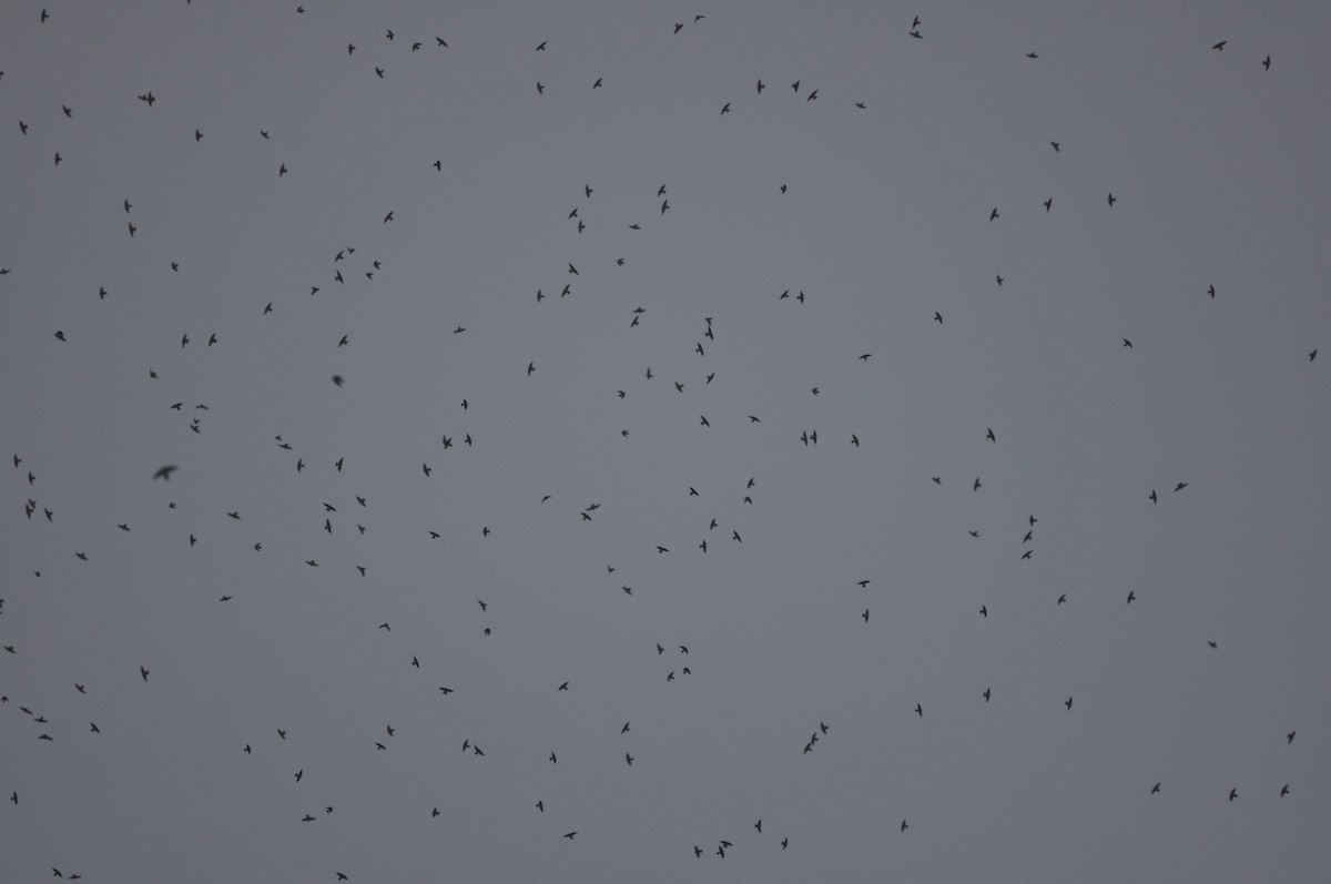 Tree Swallow - ML588616531