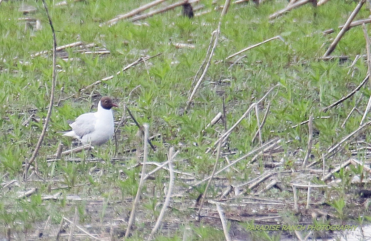 Black-headed Gull - ML588616821