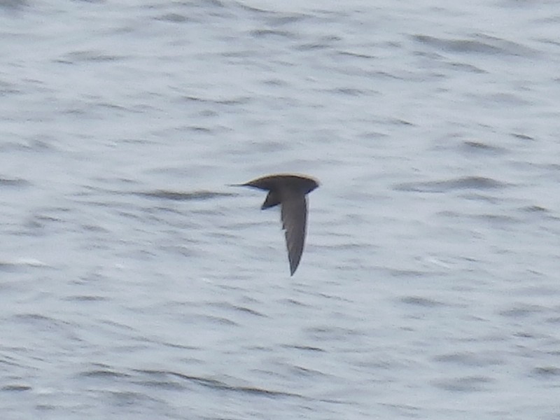 Common Swift - ML58861691