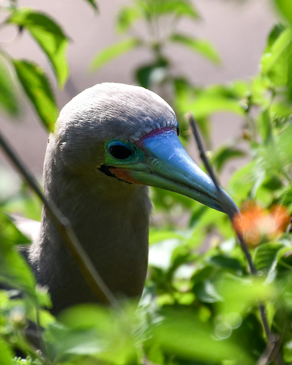 Red-footed Booby - ML588616941