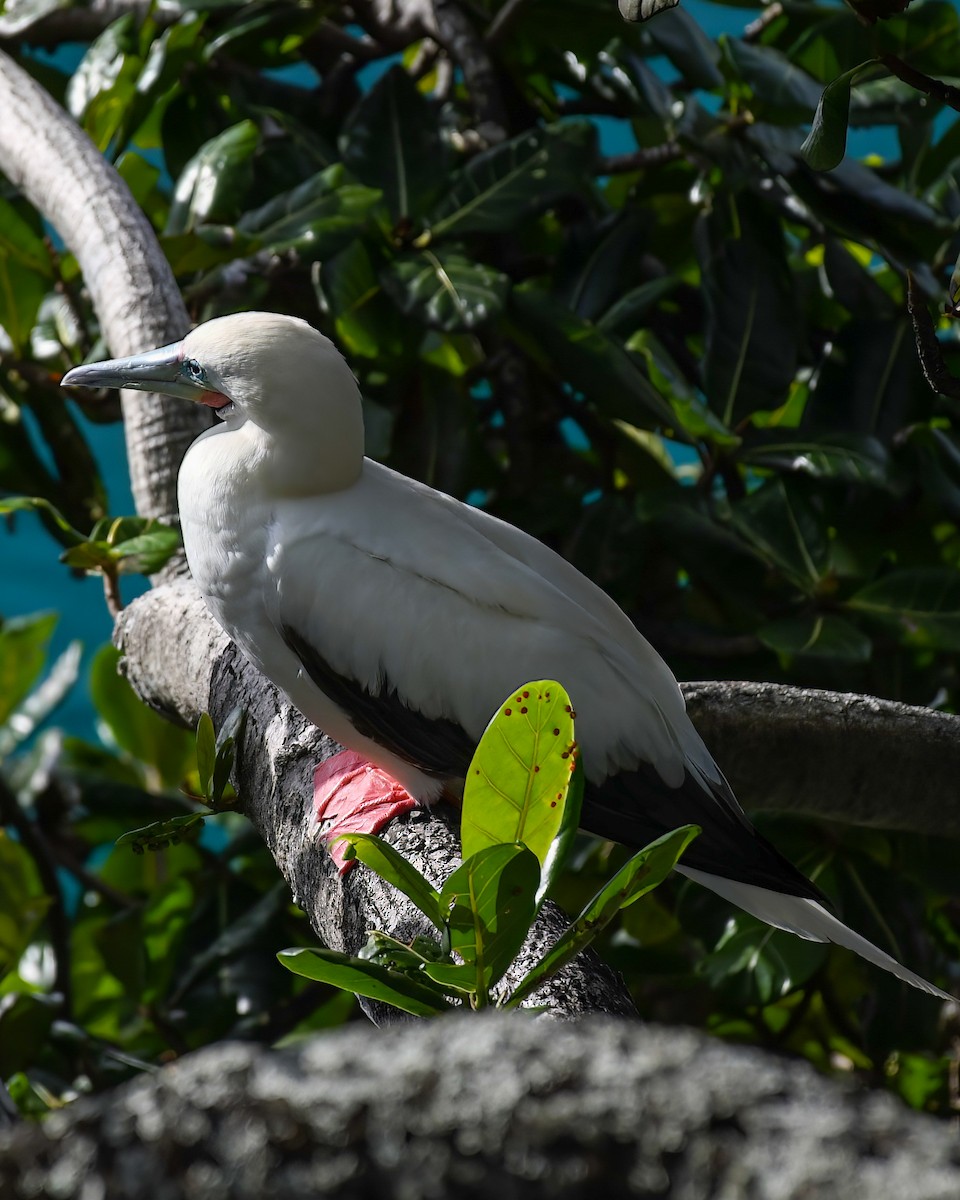 Red-footed Booby - ML588616951