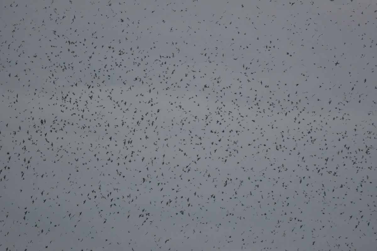 Tree Swallow - ML588618311