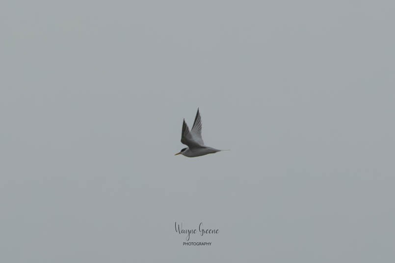 Least Tern - ML588618811