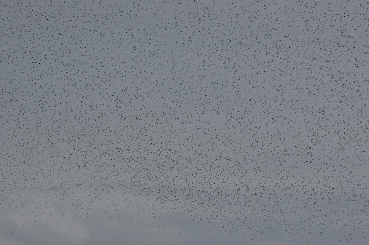 Tree Swallow - ML588619071