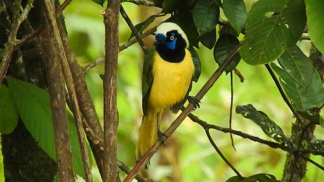 Green Jay - ML588620331