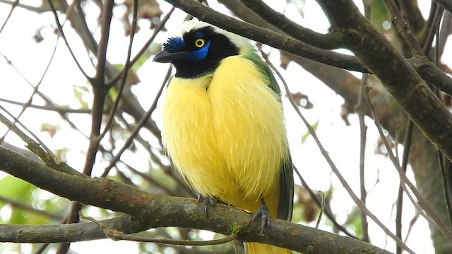 Green Jay - ML588620541