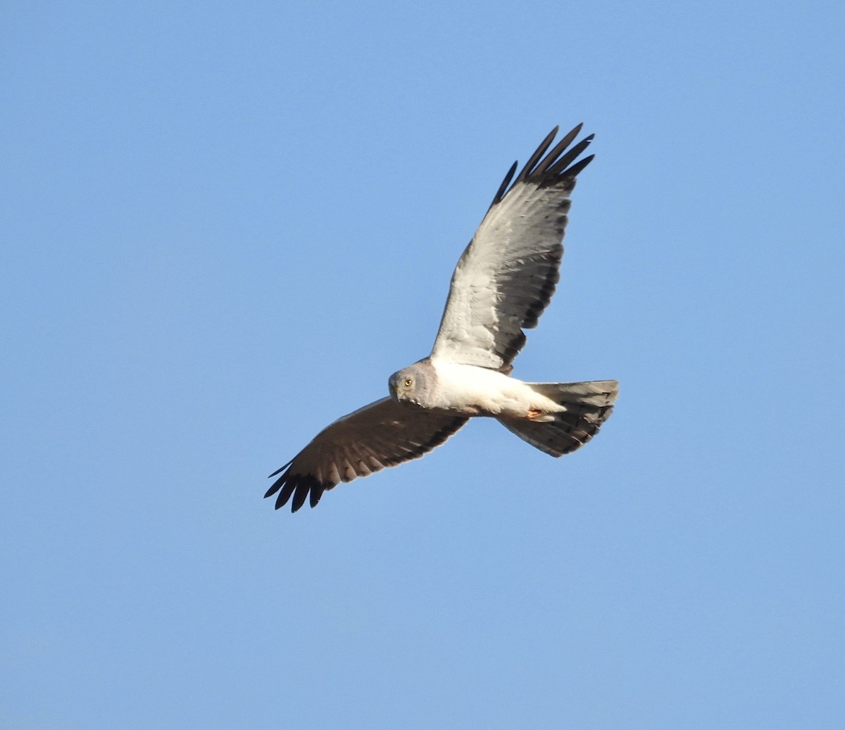 Aguilucho de Hudson - ML588620891