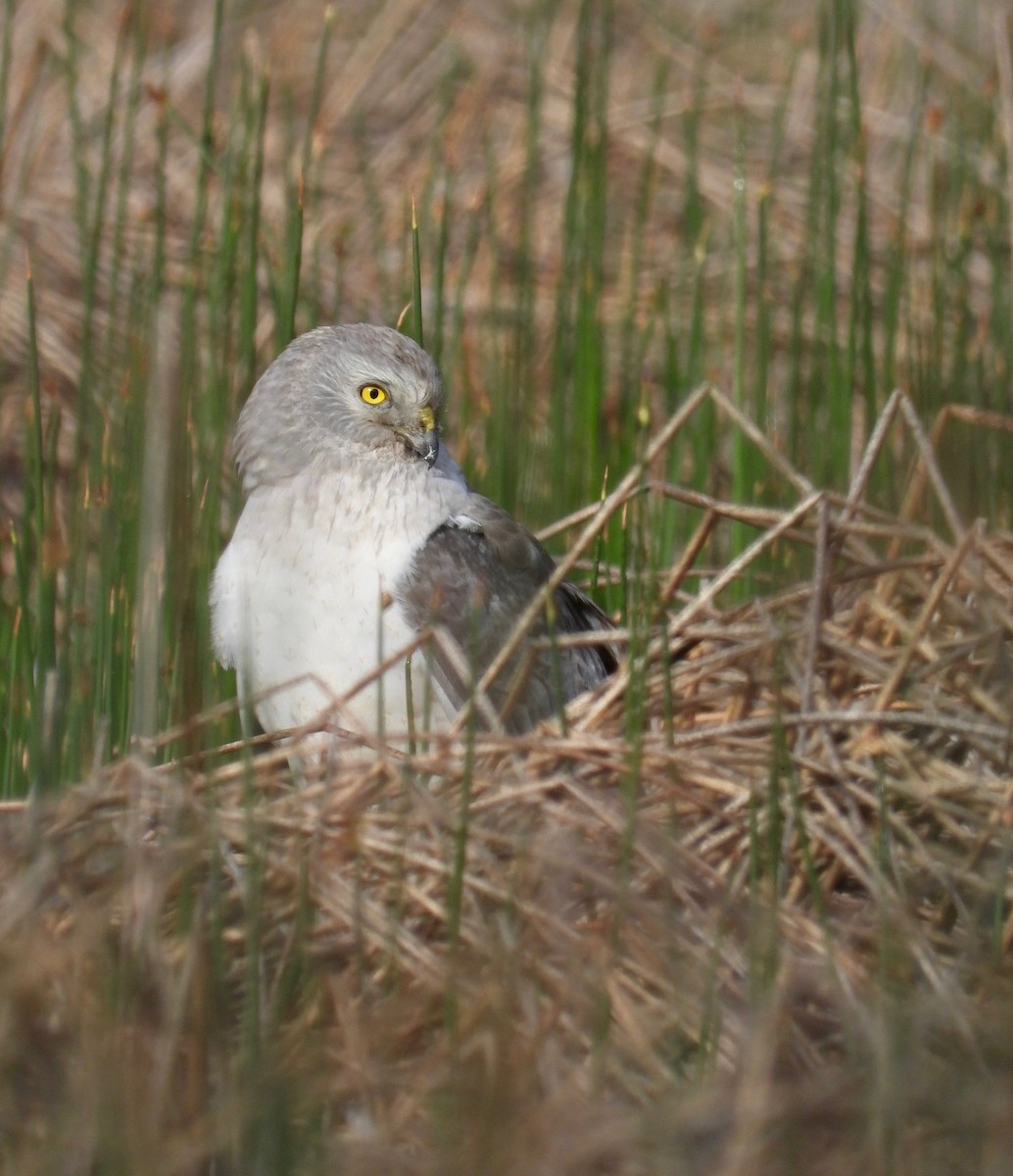 Northern Harrier - ML588620911