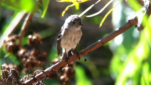 Dusky Flycatcher - ML588621101