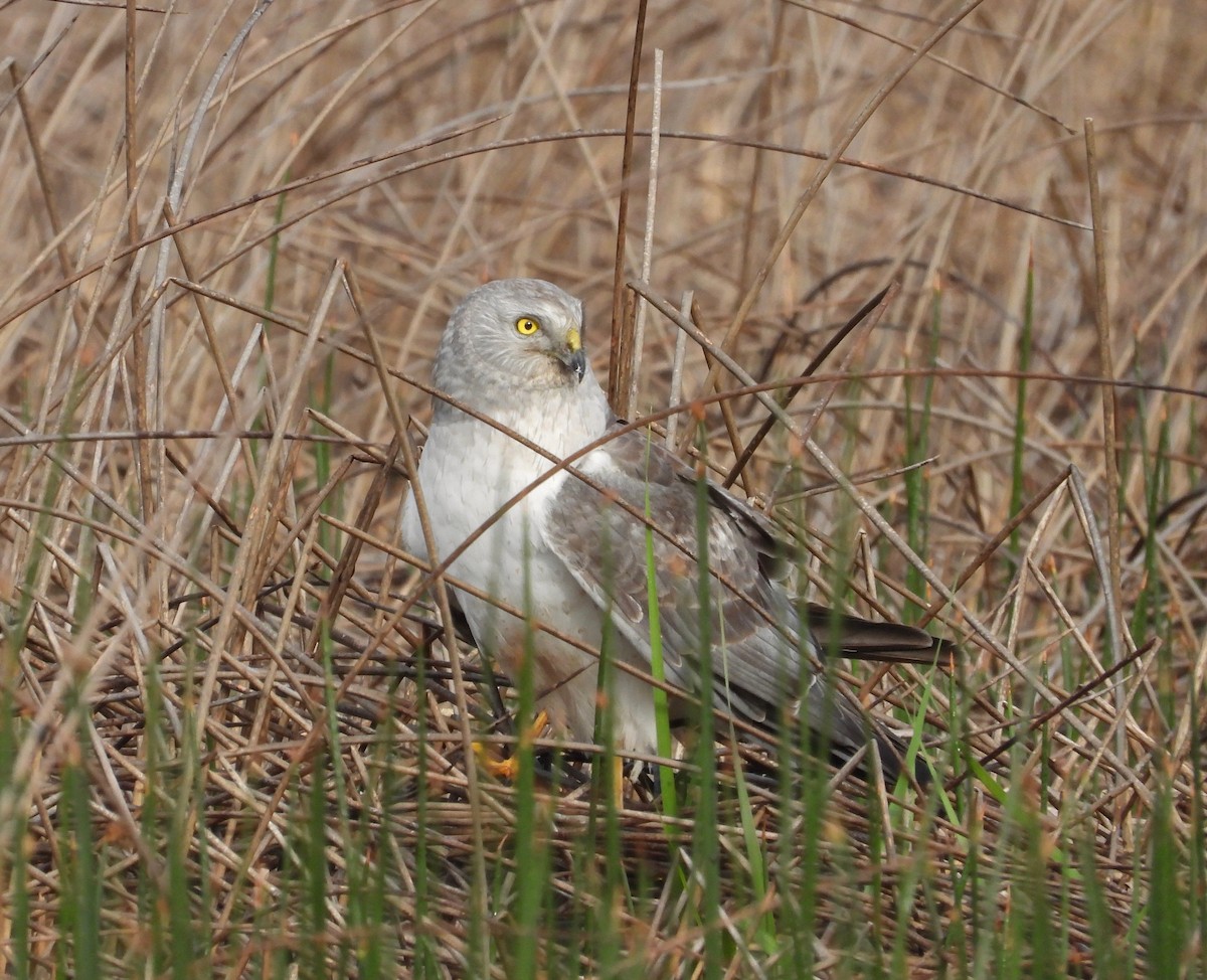 Aguilucho de Hudson - ML588621111