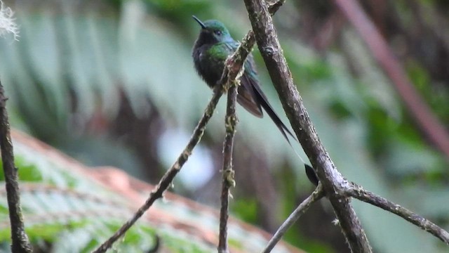 Colibrí de Raquetas Peruano - ML588621241