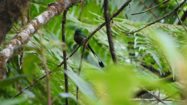 Peruvian Racket-tail - ML588621251