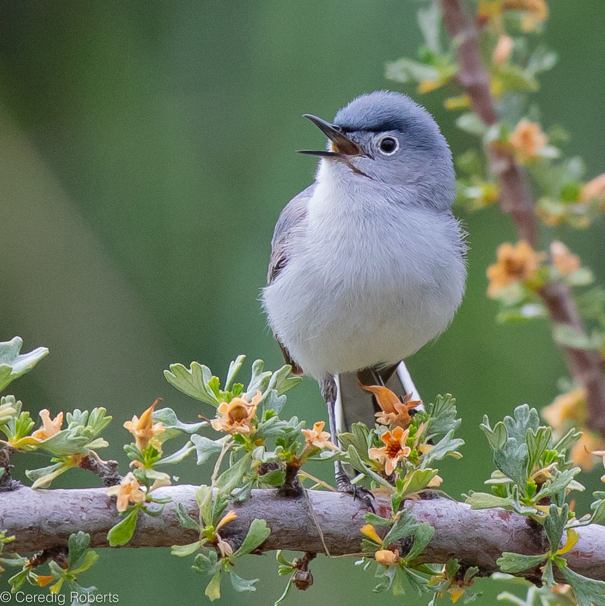 Blue-gray Gnatcatcher - ML588621771