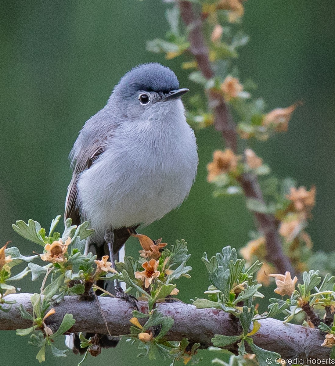 Blue-gray Gnatcatcher - ML588621781